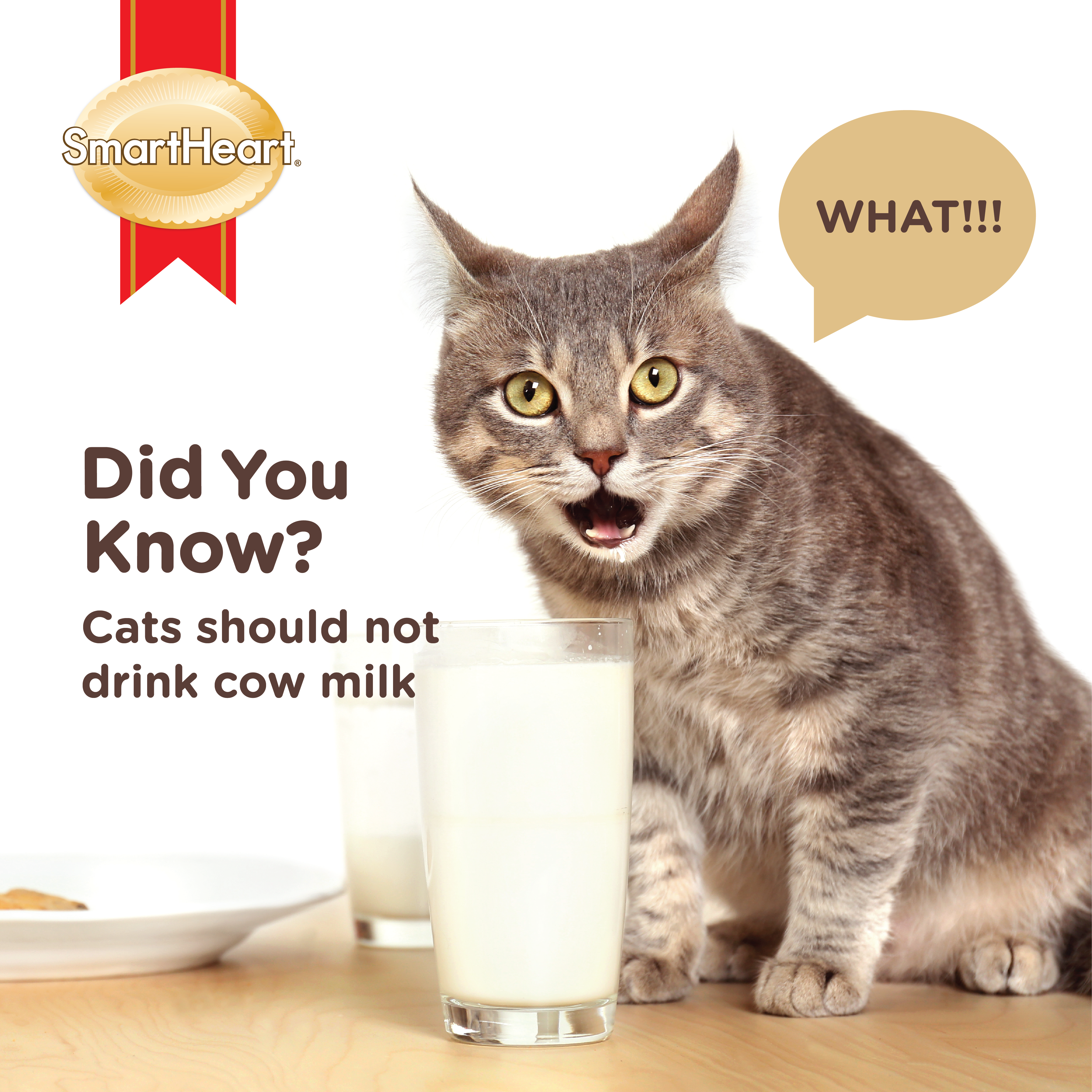 Cats should not drink cow milk