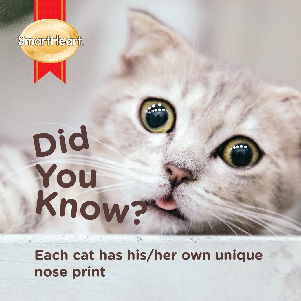 Each cat has unique nose prints
