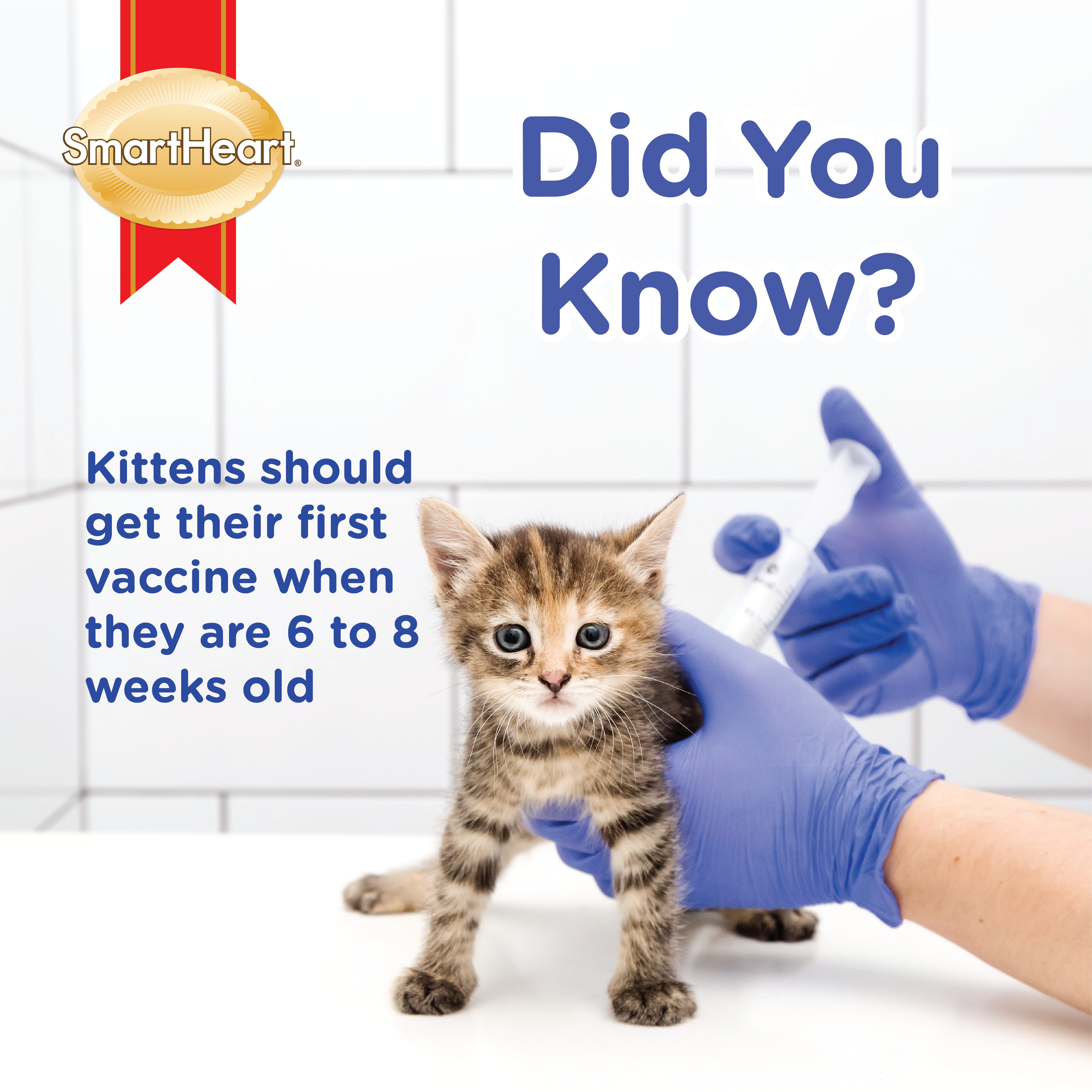 Kittens should get their first vaccine around 6-8 weeks old