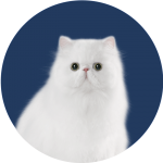 cat food singapore