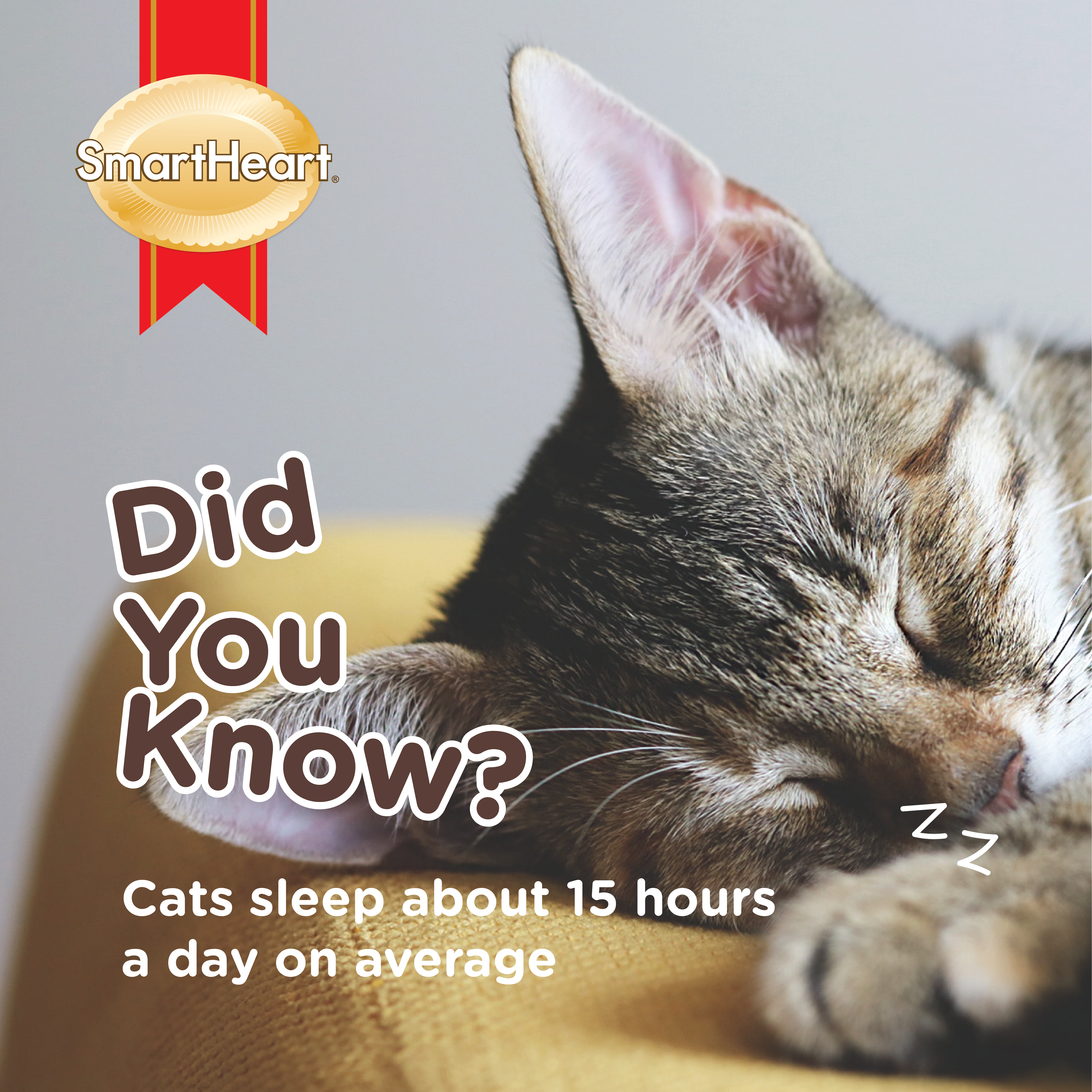 Cats sleep about 15 hours a day on average