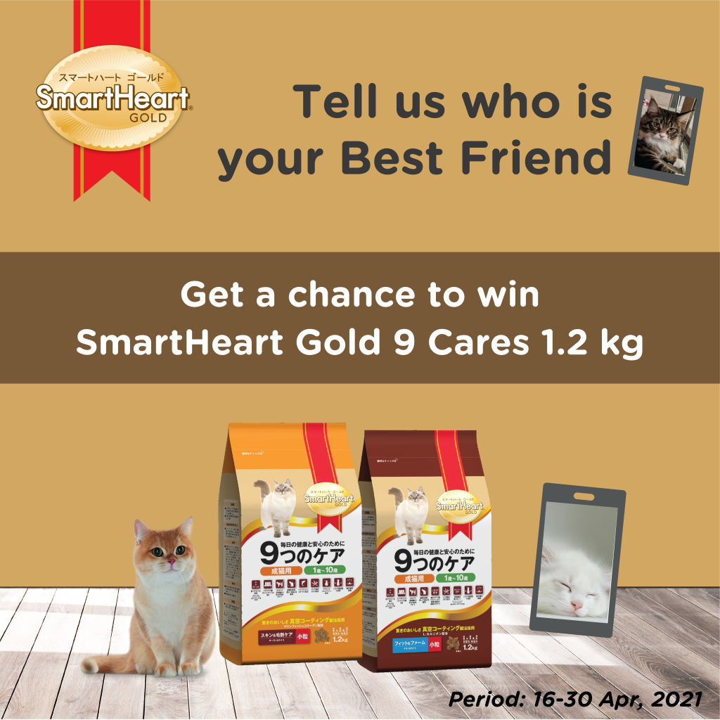 cat food promo-01