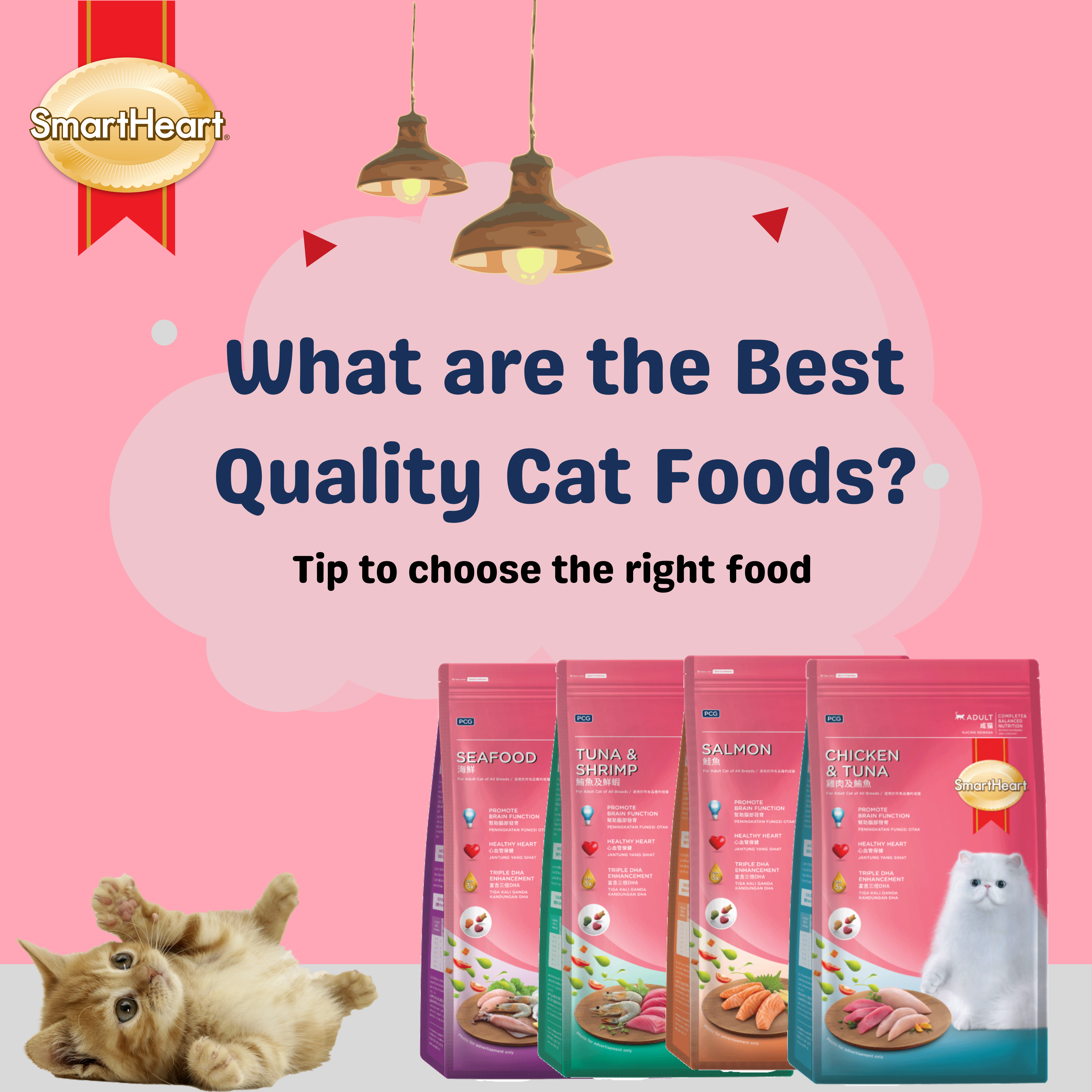 How to Choose the Best Quality Cat Food – And the best Cat Food Brands in Singapore